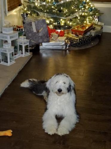 Piper - 6 months (Gloria x Buster)