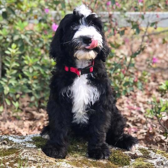 Reverse F1bb sheepadoodle -3 months (Mocha x Buster)