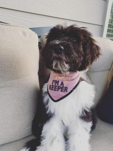 Sully - 4 months (Wren x Buster)